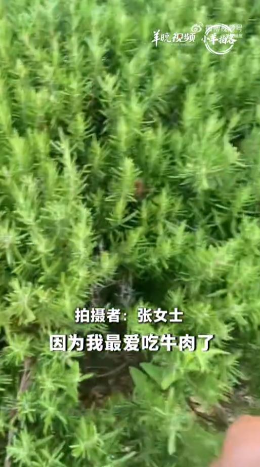 真执着！上海，一女子喜欢用迷迭香来烹饪牛肉。为了方便，她前后买过18盆迷迭香在家
