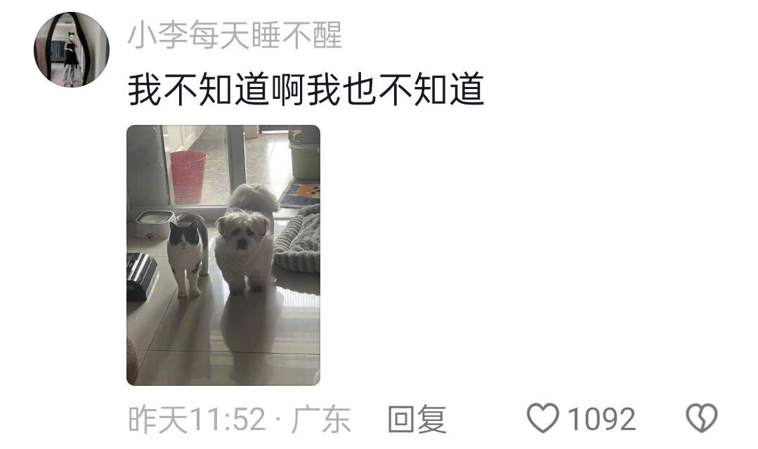 当你家里养了两只宠物，就会出现的一些神同步~
