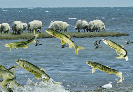 青海湖的湟鱼泛滥成灾，为何无人敢吃？一位50多岁的老渔民告诉我：青海湖里有12.