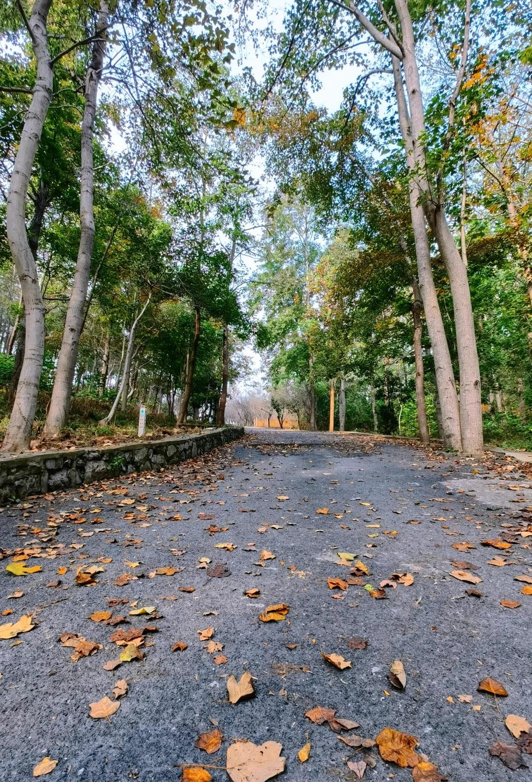 合肥周边|自驾1h，东庵森林公园野线徒步☀️全程大约4公里几乎都是野路，上上下