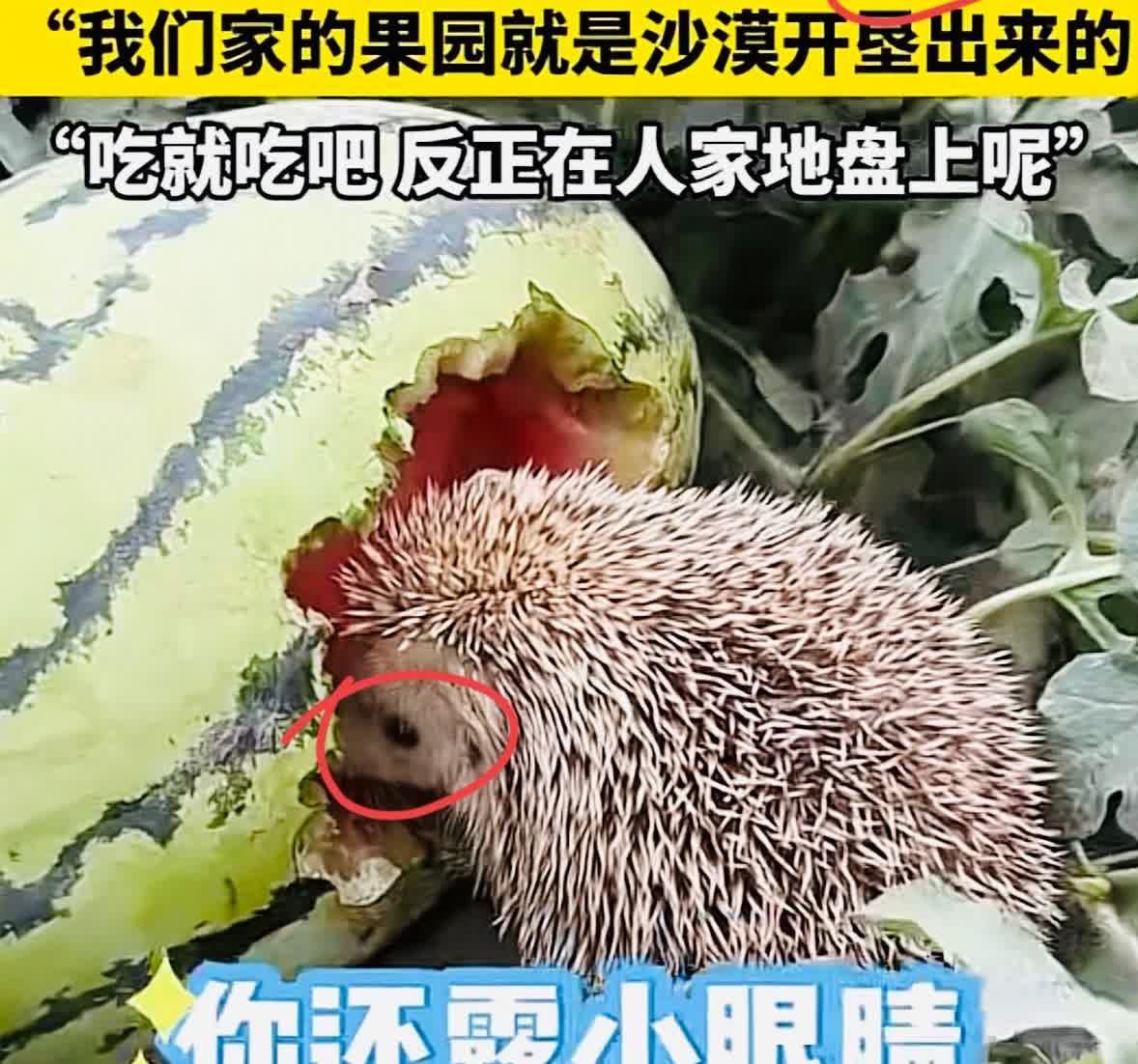 “活该发财！”7月8日新疆和田，她去瓜田竟撞见刺猬在啃自家西瓜，吃出