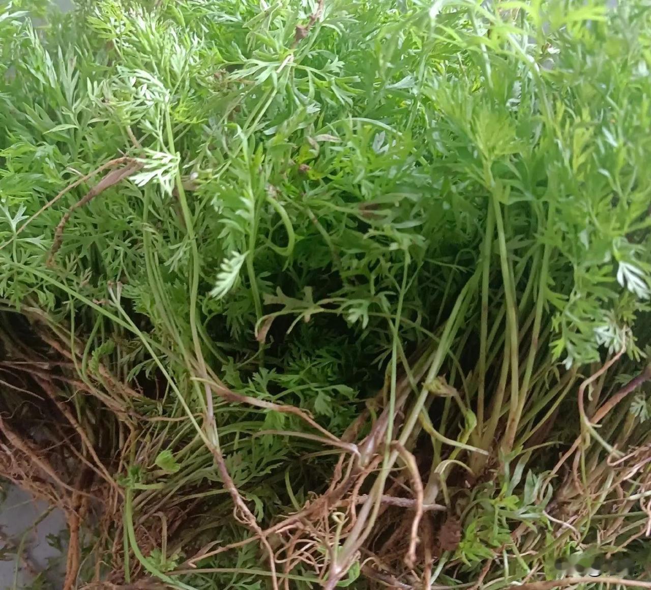胡萝卜定苗了，把握好第一次施肥胡萝卜种下去一个多月啦，定完苗终于迎来了第一次追