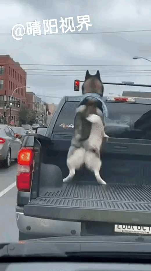 谁能想到，在车水马龙的路口，一只等红灯的狗子直接把马路变成了舞台！随着节奏魔性扭