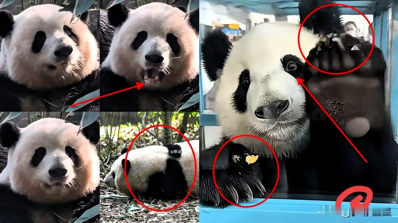 我敢说这是我见过最有骨气，最潇洒的熊猫了，这大熊猫回国的直播回放，看着看着就