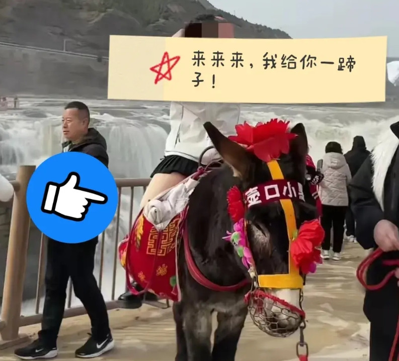 一觉醒来，山西壶口瀑布景区那头毛驴终于脱掉了遮羞罩，恢复了自由！起因是在山西