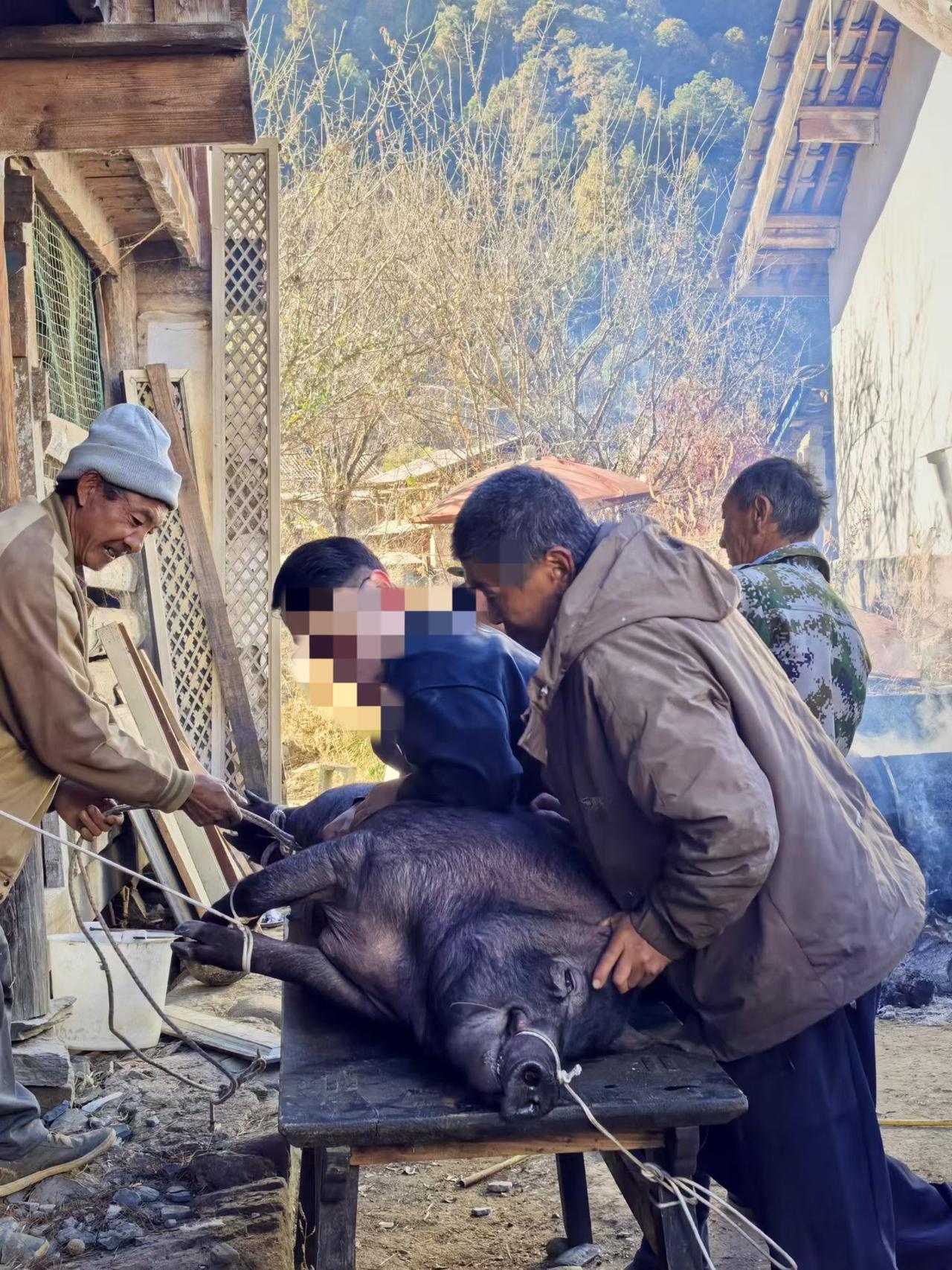 论弘扬杀年猪传统习俗，我只佩服云南省各兄弟民族一直在坚持。自重庆姑娘求助“按年