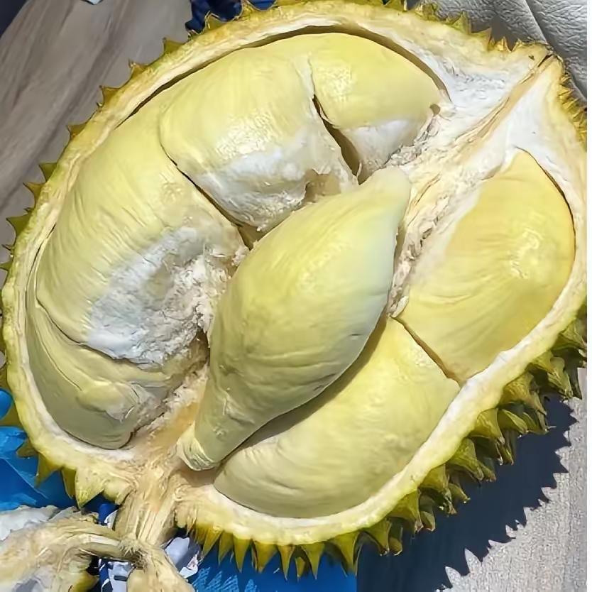 儿媳妇昨天买个大榴莲，花了160块钱，回来就打开吃，给我一小块，不一会儿她们的就