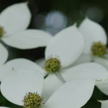 四照花种植指南四照花是温带落叶灌木或小乔木，喜温暖湿润、半阴环境，耐寒性较强，适