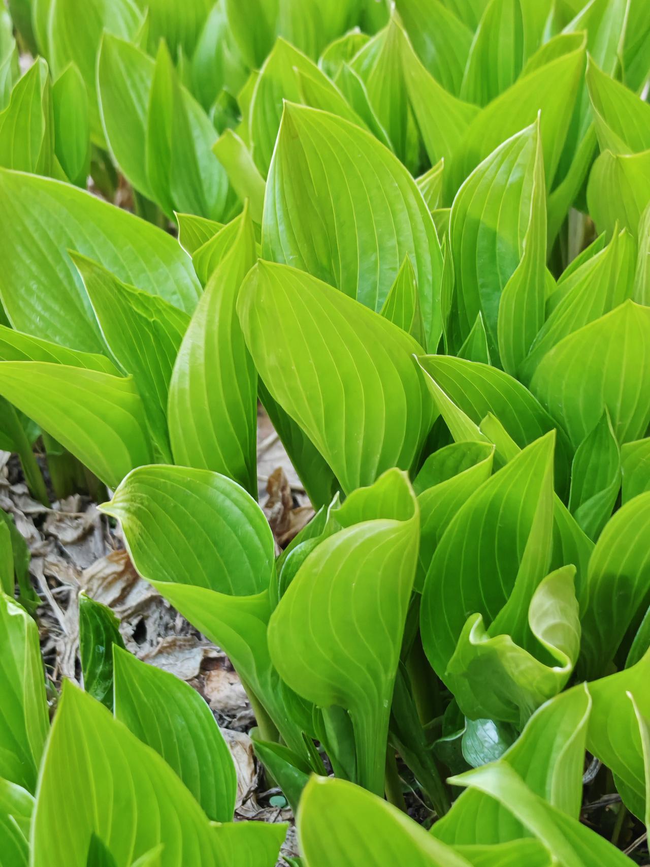 与痛风斗争的历程212今早醒来，浑身关节都很安稳，没有以往那种酸胀隐