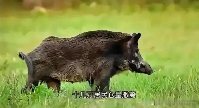 日本核污水已经排了14万吨！福岛"超级猪"又炸了，你敢信？朋友们，日本福岛