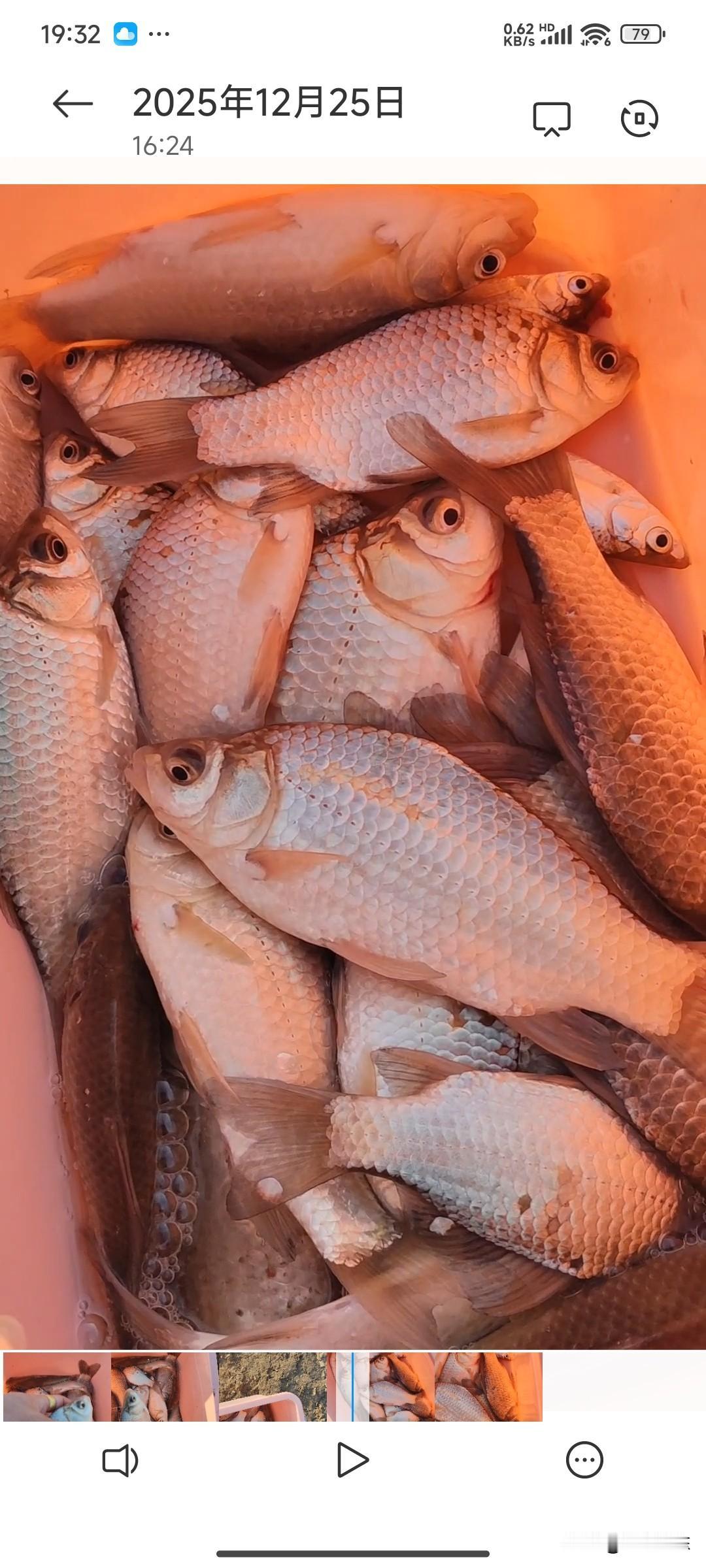 已经连续一个礼拜野钓鲫鱼爆护了，总结下来没有别的，就是位置的原因。那么冬天钓