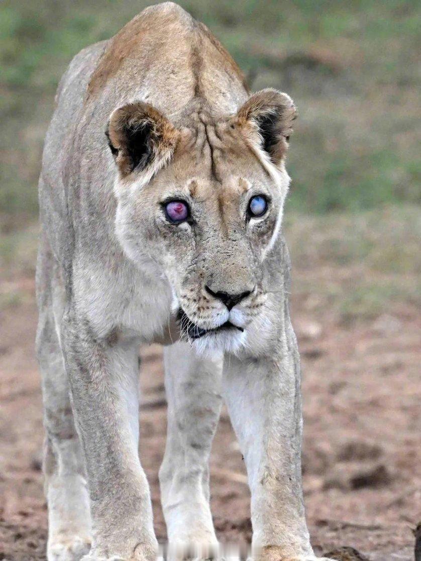 南非阿多大象国家公园的17岁母狮乔西因年龄原因失去了视力。她在两个女儿的坚定支持