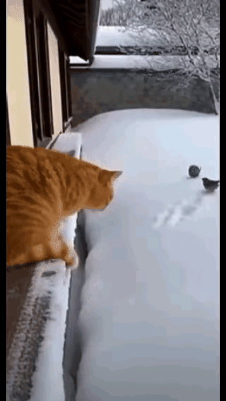 笑不活了！胖橘猫雪地抓鸟，结果把自己埋了😂橘猫看到雪地里两只小鸟玩得欢，