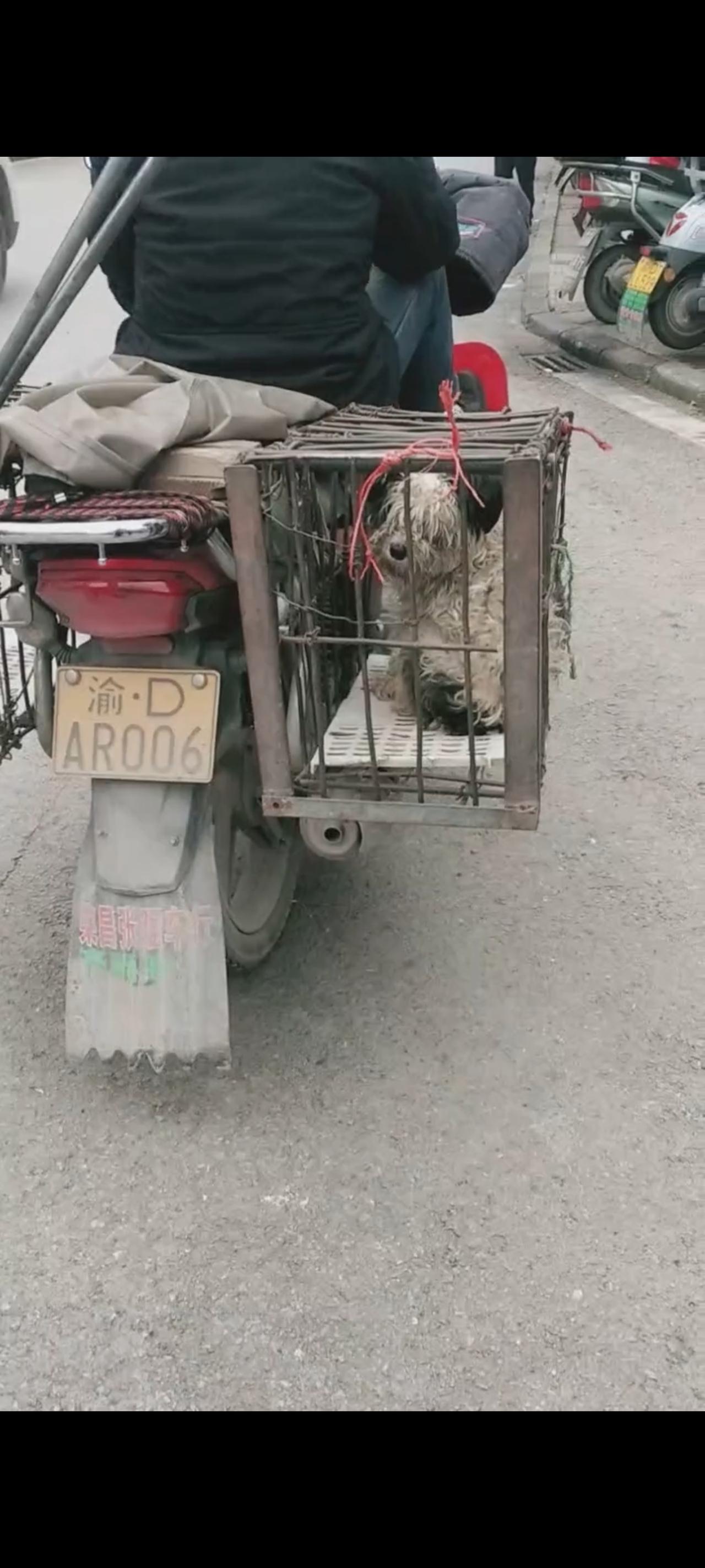 这是谁家的狗狗，又是谁家的毛孩子，竟然被狗贩子在光天化日之下，硬生生的将她用老虎