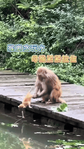 谁懂啊！贵州黔灵山这一幕简直复刻童年名场面！小猴子眼巴巴扒着水边，半个身子都探