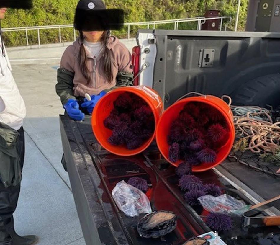 “把鲍鱼塞进裤裆”走私两只濒危鲍鱼，加州女贼当场被抓！据外媒报道，美国加州