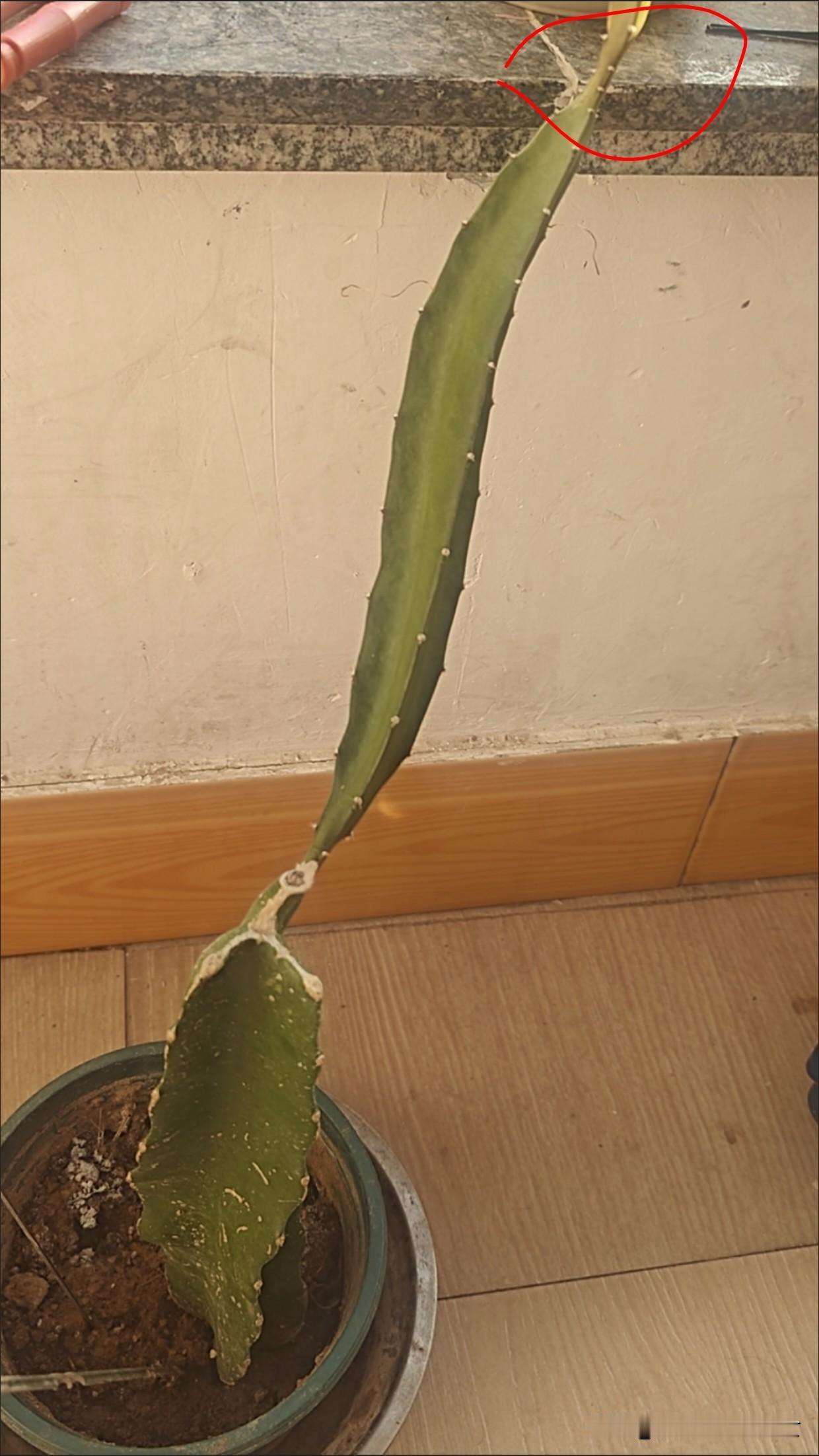 记录我的20252025种植的火龙果不知道能不能结果,很期待,也很恼火,这火龙果