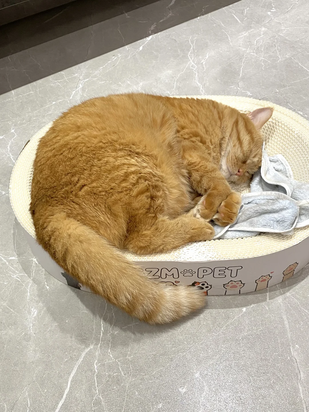 看看现实中被养得很好的橘猫