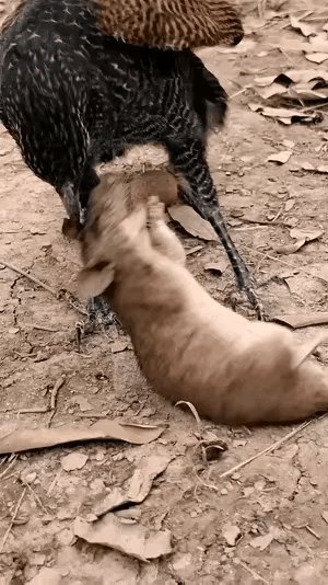 这不是老鹰，老鹰的爪子是相当锋利的，而这种鸟的爪子很单薄，体型也非常小，这应该是