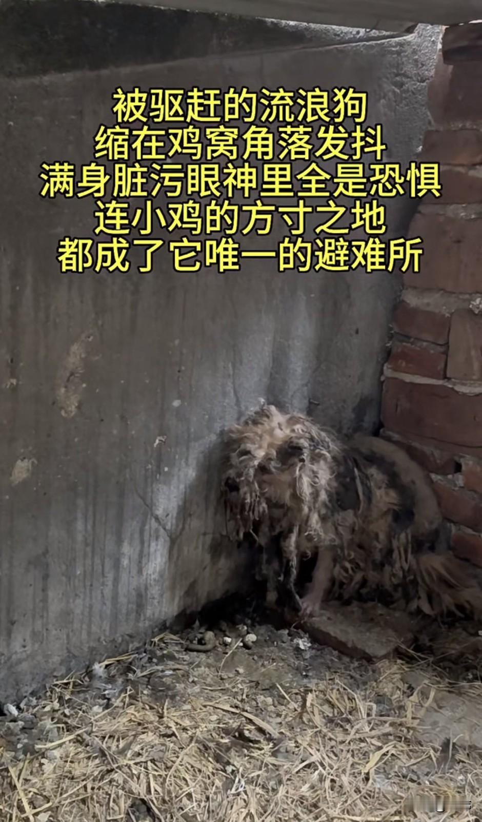 太可怜了！这天一位阿姨发现自己家的鸡笼里有一只脏的不成样子的流浪狗躲在了里面，估
