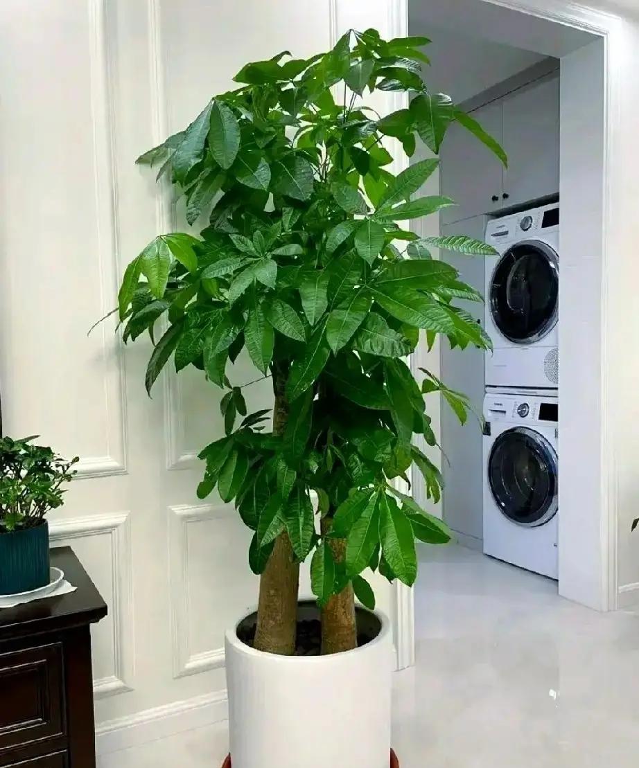 儿媳妇闹离婚回娘家五天了，昨天父亲节主动给我老伴转了红包，老伴趁这个机会给儿媳妇