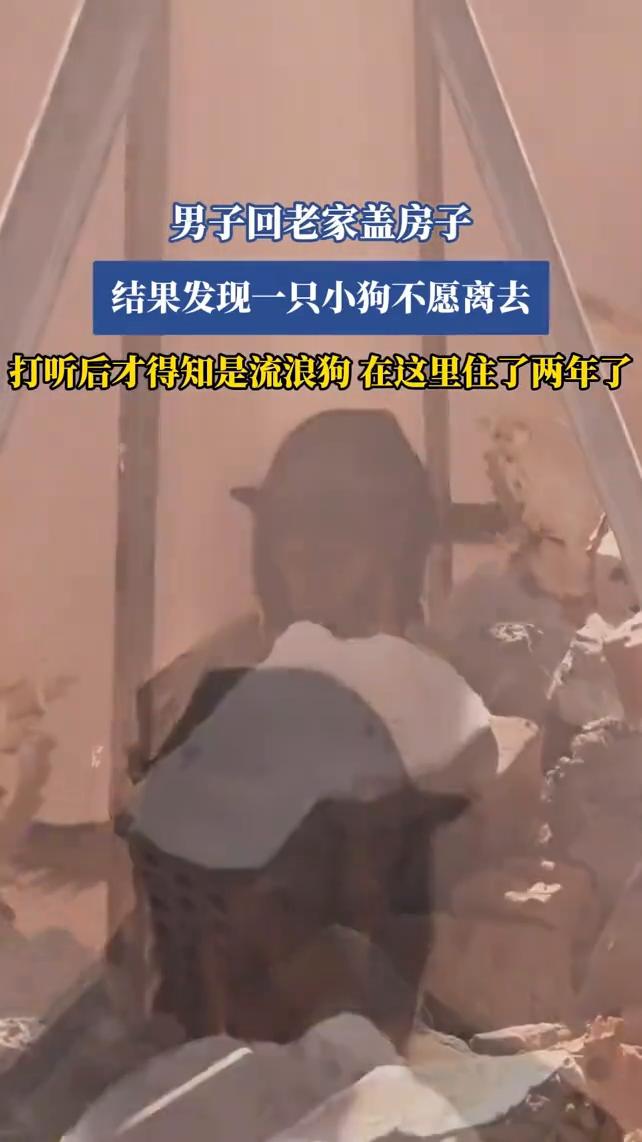 男子回老家盖房子，结果发现一只小狗不愿离去，打听后才得知是流浪狗在这里住了两年了