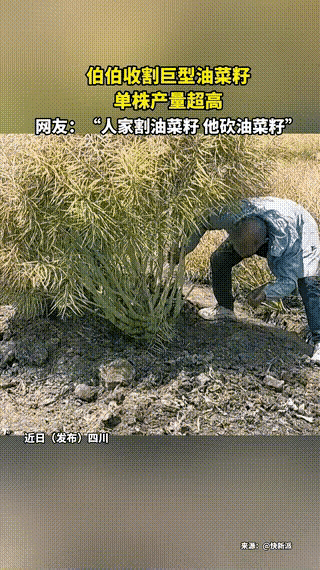 巨型油菜籽丰收真好呀👍