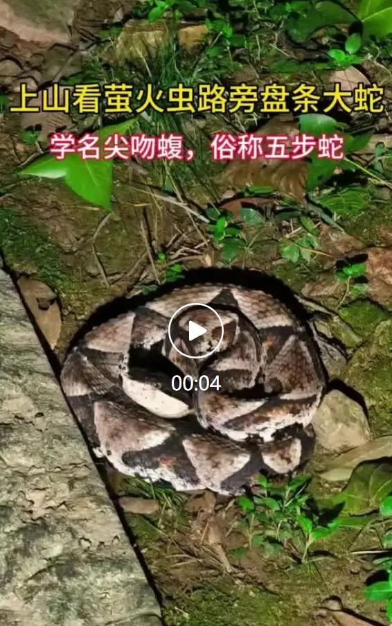7月14日，有市民在社交平台发帖提醒游客，杭州西湖景区上天竺观赏萤火虫的步