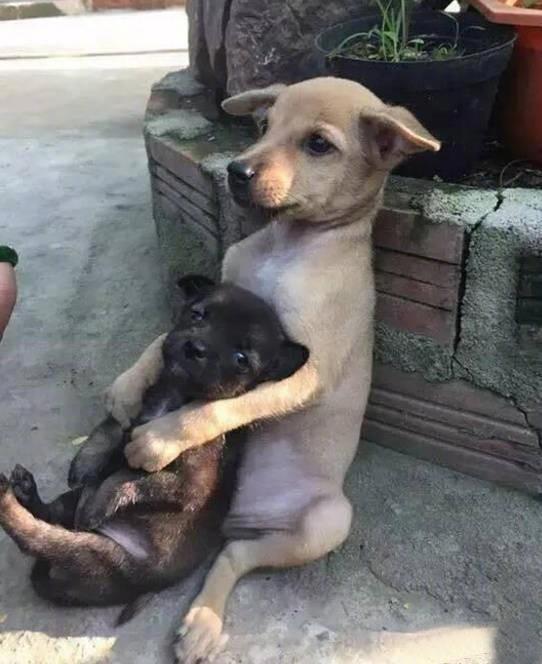 一只流浪狗在保护另一只流浪狗