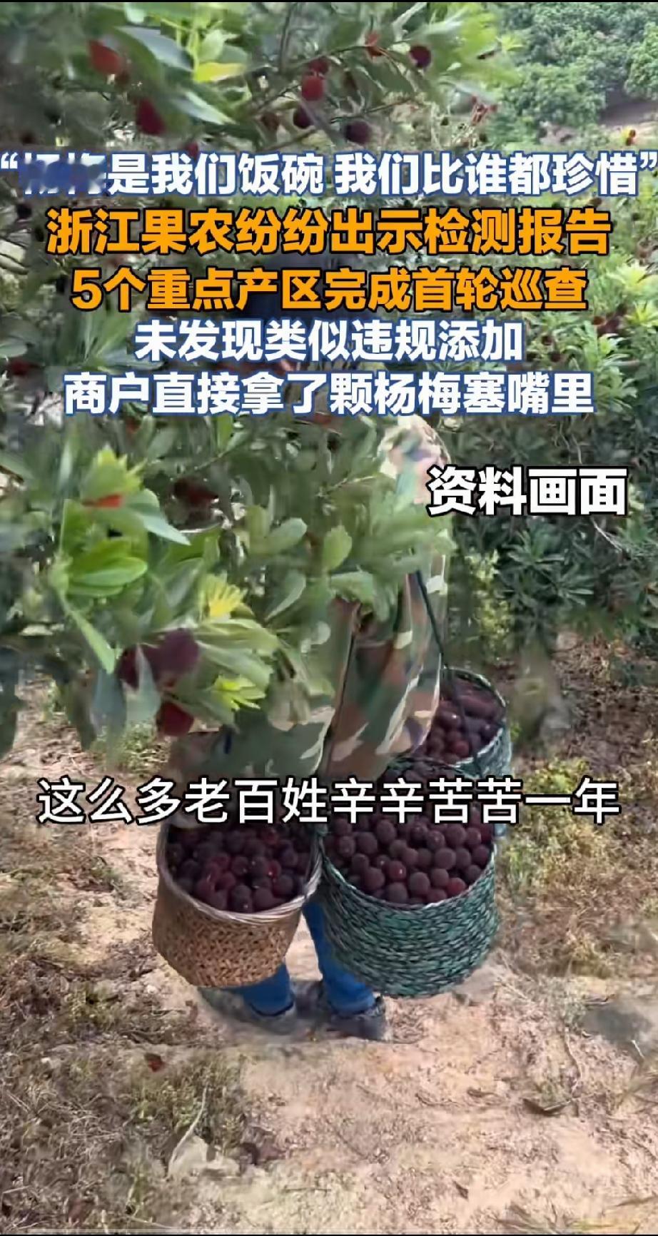 本来就是看天吃饭的浙江杨梅农民，现在居然还被邻省“泡药杨梅”的人祸给影响！看到