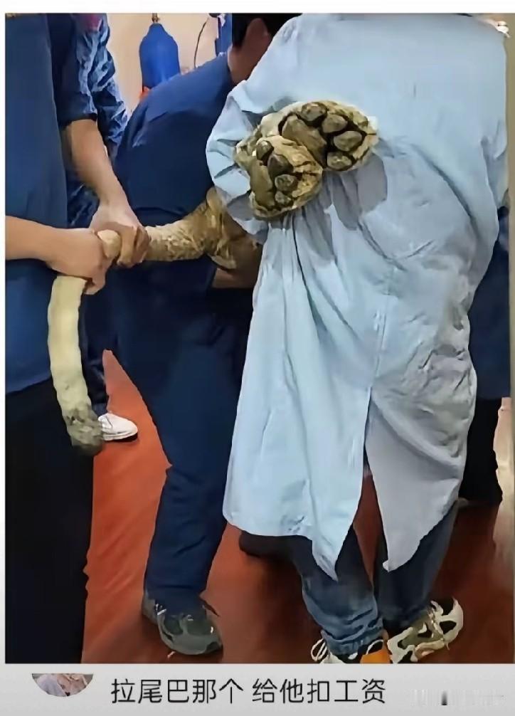 他可以不抬尾巴的，可是偏偏抬得最认真！尾巴掉下来踩中就不好了！！几年前看到过这
