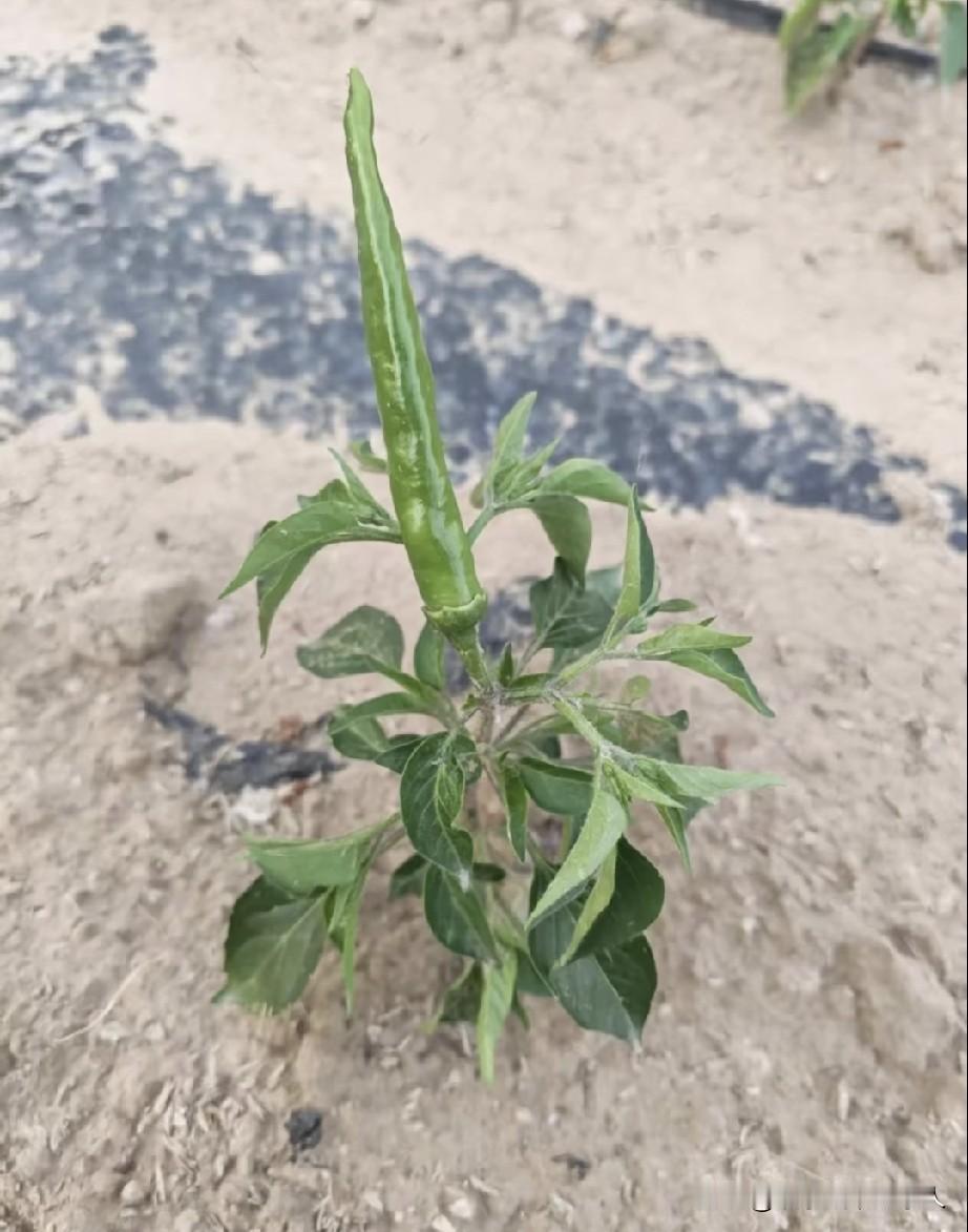 这个辣椒要我想起了银角大王