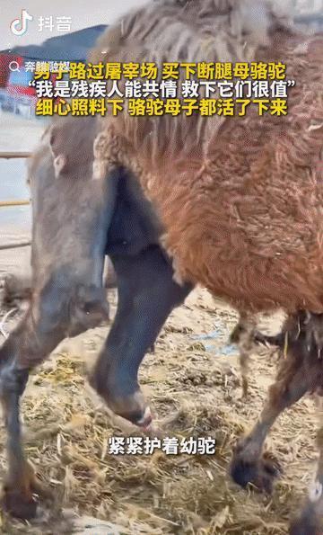 还是6月4日，内蒙古鄂尔多斯，屠宰场外面风大沙也大，但圈棚里那股味儿，怎么吹也散