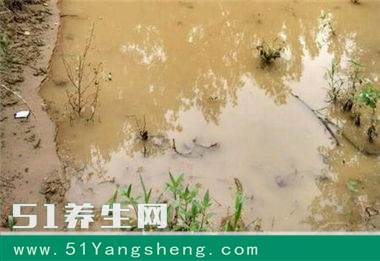 农村小孩在水坑抓到的“仙女虾”, 听说用开水都烫不死!
