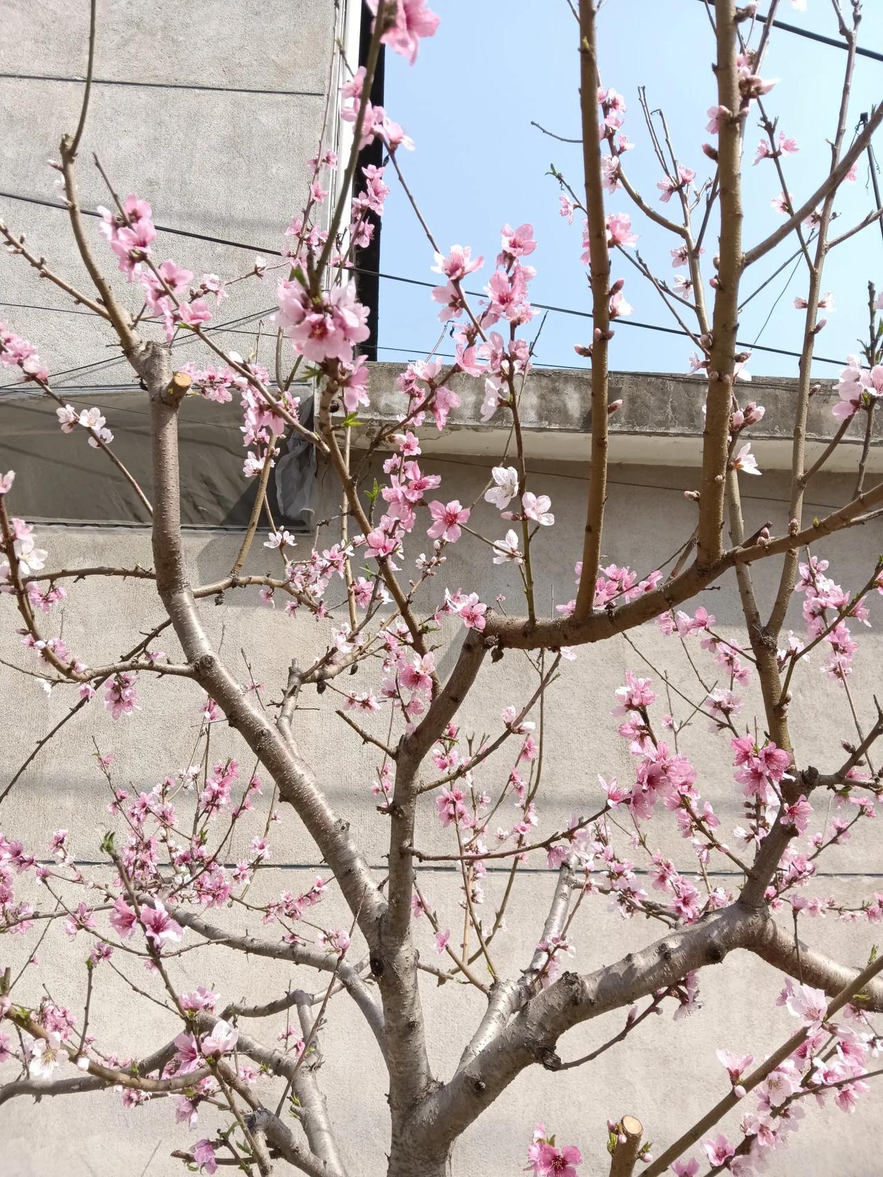 爱情竟然这么不堪一击再次证明了婚姻就是爱情的坟墓。我们村有一对夫妻，从初中