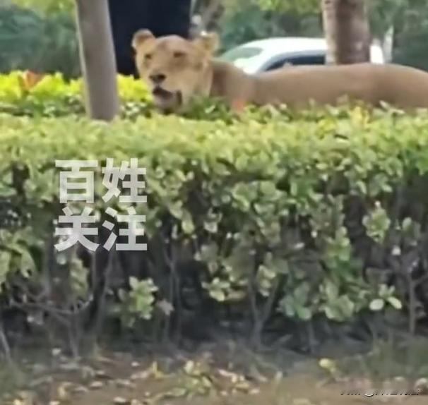 安徽,一家马戏团正在给狮子喂食物,一头狮子趁饲养员不注意,一溜烟跑了出去。重获自