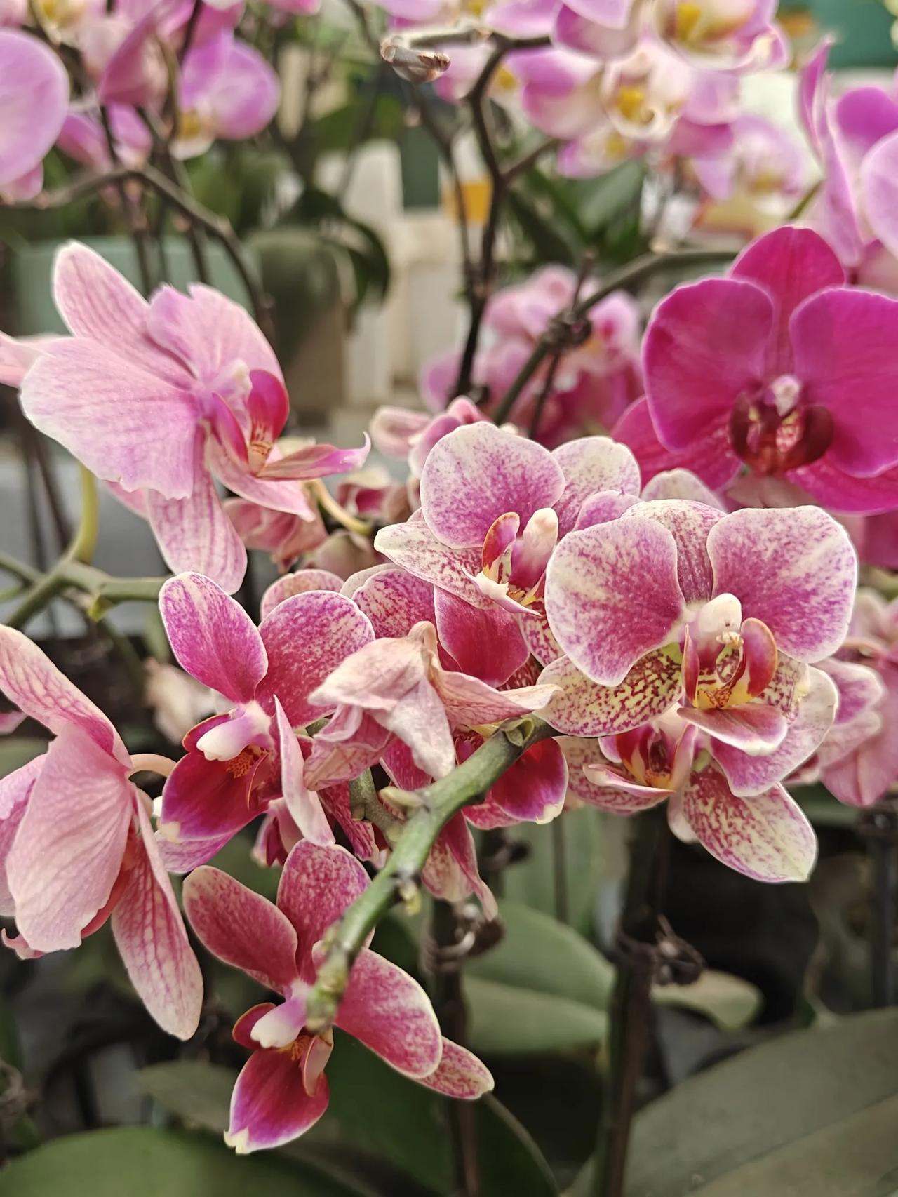 这个决定让我恨不得把爪子剁了啊！我是个爱花的人，家里的阳台上已经满满的了，没