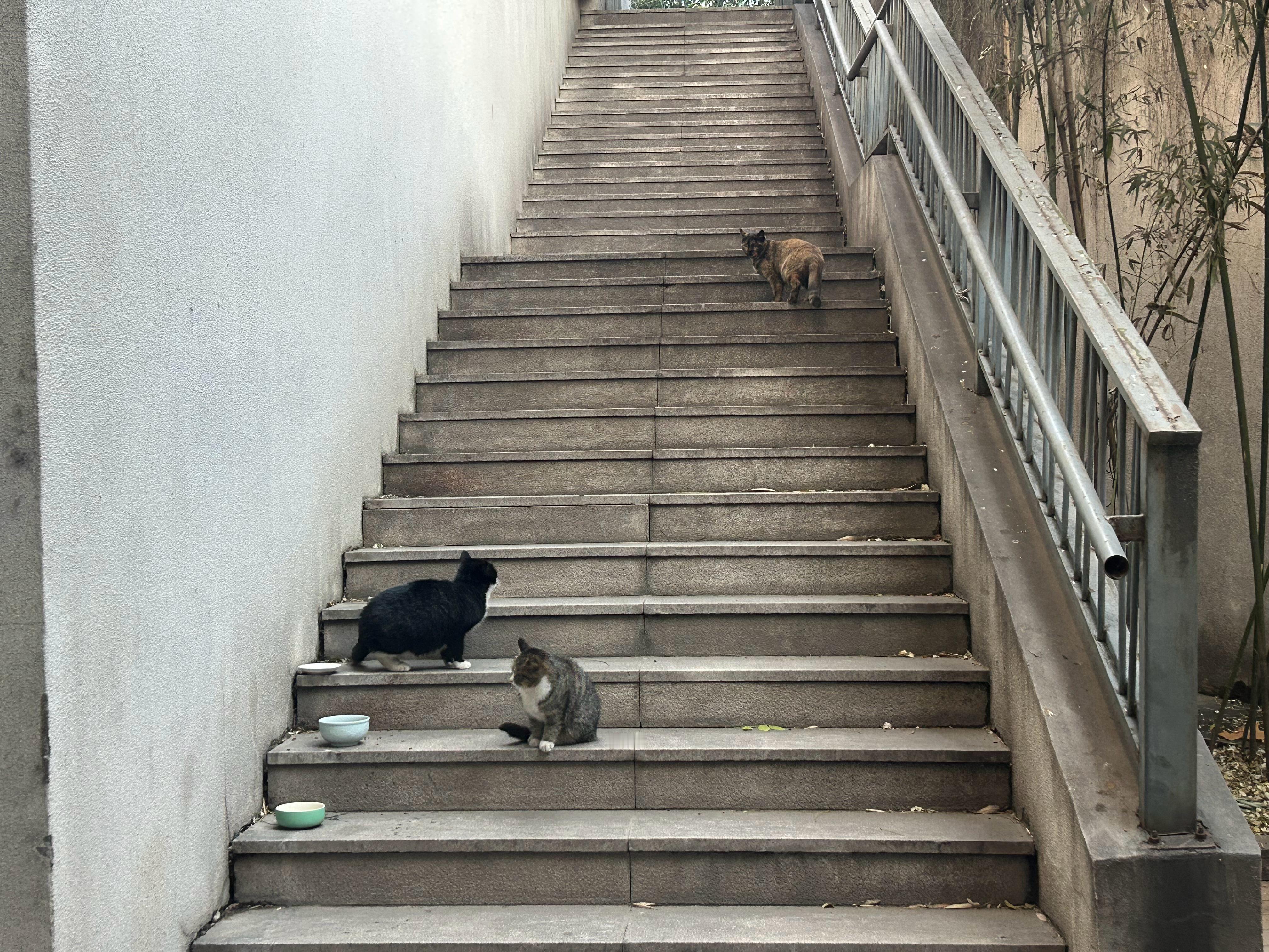 每天都过来上班打卡🐱🐱🐱