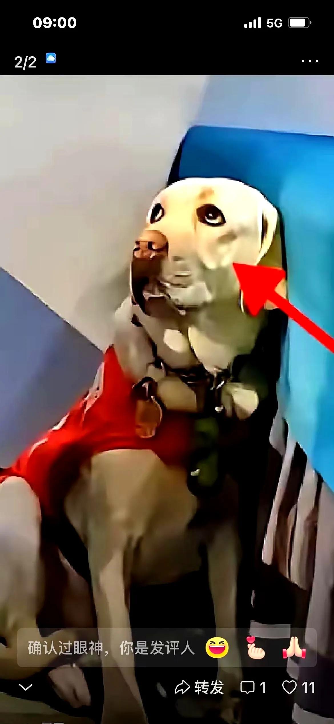 芬迪可能再回伤害它的人手里。这条狗被遭王某打，现在被基地收留，可王某想领回。