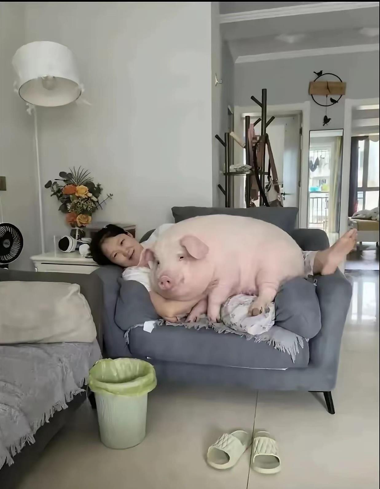 弄个猪猪做宠物也挺好啊[笑着哭][笑着哭]