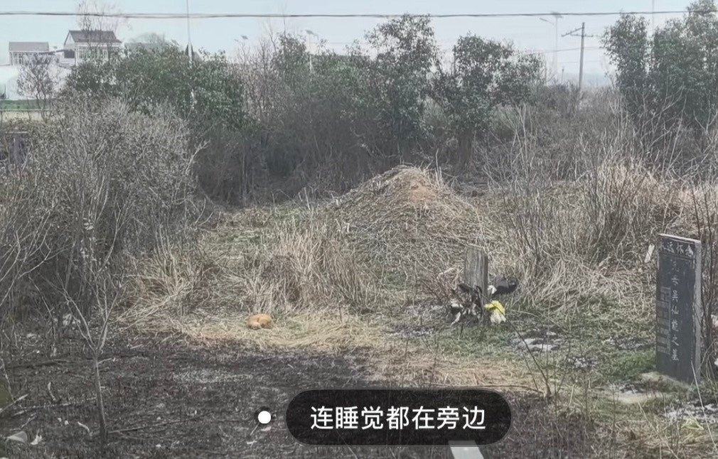 小猫不知道什么是死亡，只知道那里有主人的味道😭