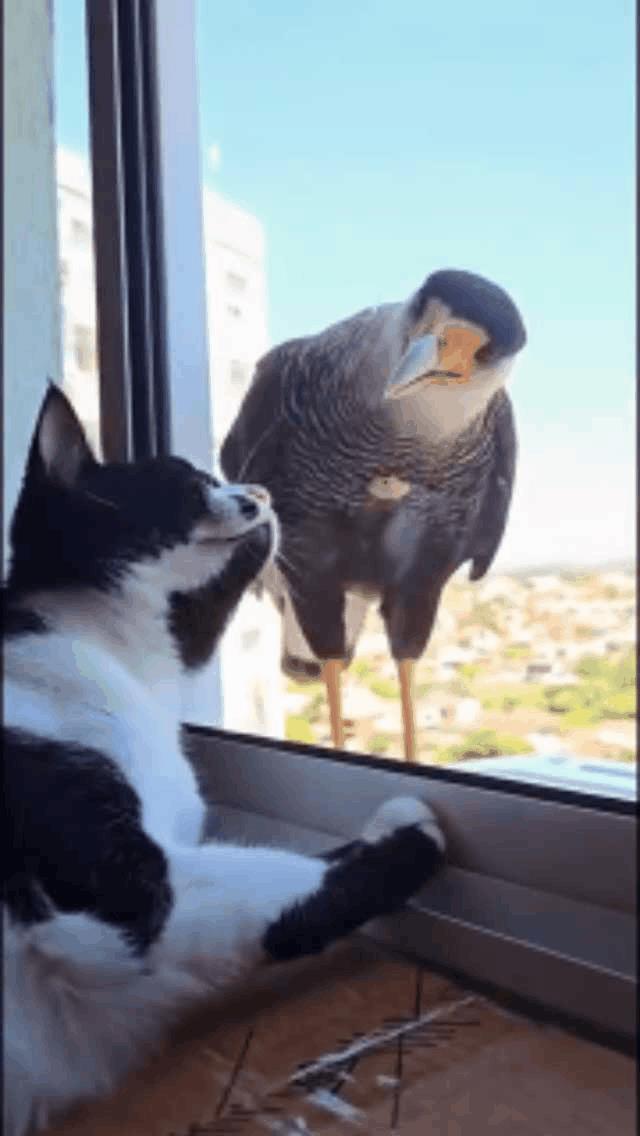 它们结合也生不出猫头鹰！鹰对花猫发飙说：“我和你生一只猫头鹰难道就这么难吗？”