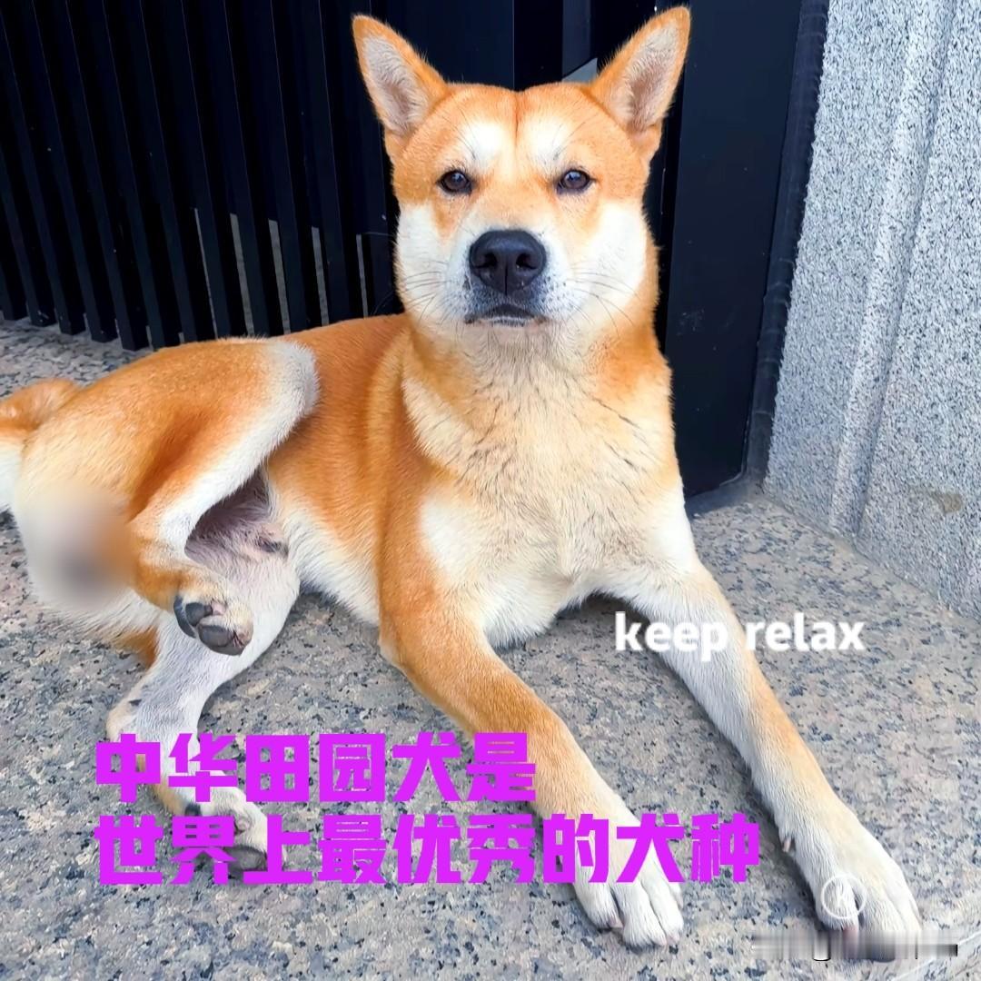 养狗就养中华田园犬，养猫就养中华狸花猫。但凡有朋友询问我，养什么品种的狗好，我都