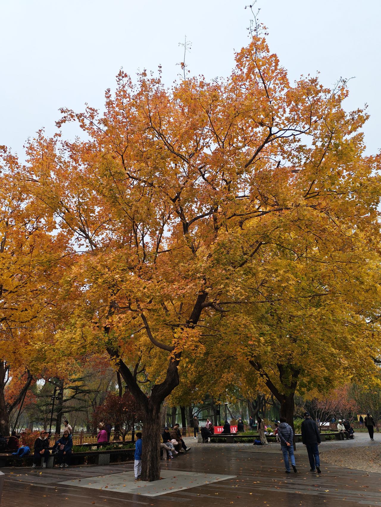 秋天，真是个浪漫的季节。在北京的一个公园里，我邂逅了那满地金黄。金秋时节，银杏