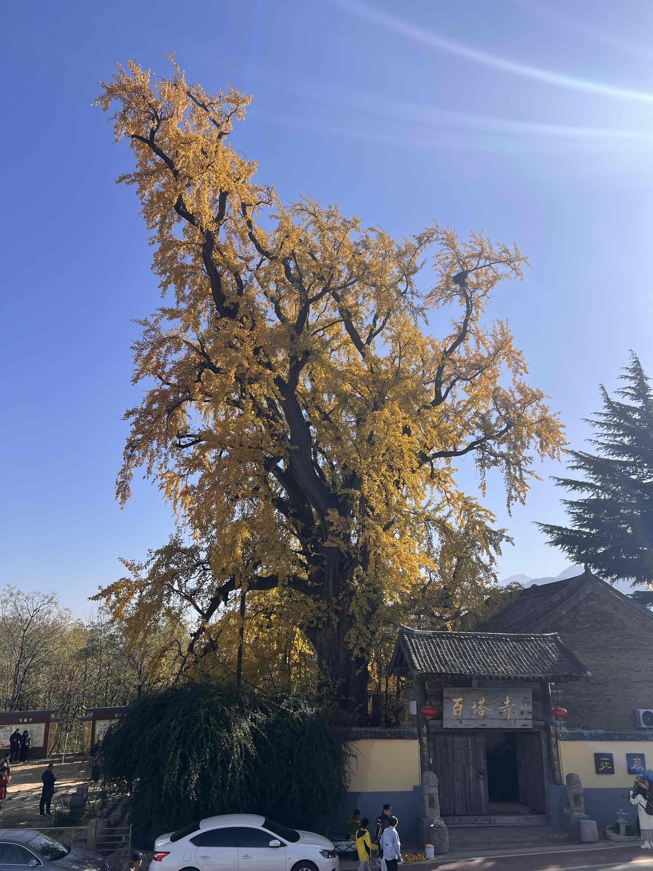 西安秦岭天子口下白塔寺的千年银杏