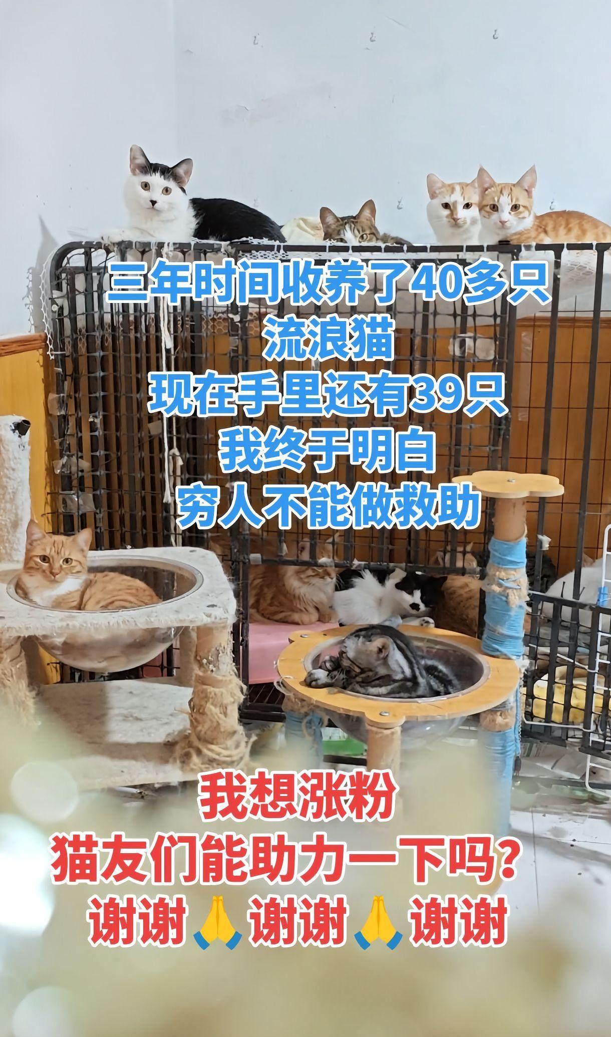 小区流浪猫,你会去喂吗?不仅喂，我还带回家收养。现在家里已经39只猫了，饭都要