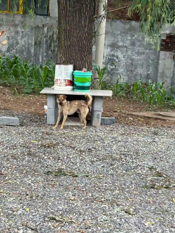 【狗咬人变人杀人！正当防卫or过当反杀？检方和网友吵翻了】狗主人踹门被反杀案算正