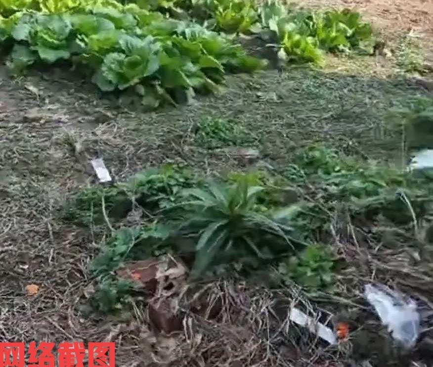 有女子回老家祭祖，却遇到没有想到的事。在祭祖完毕后，女子便回老房子看一看，这