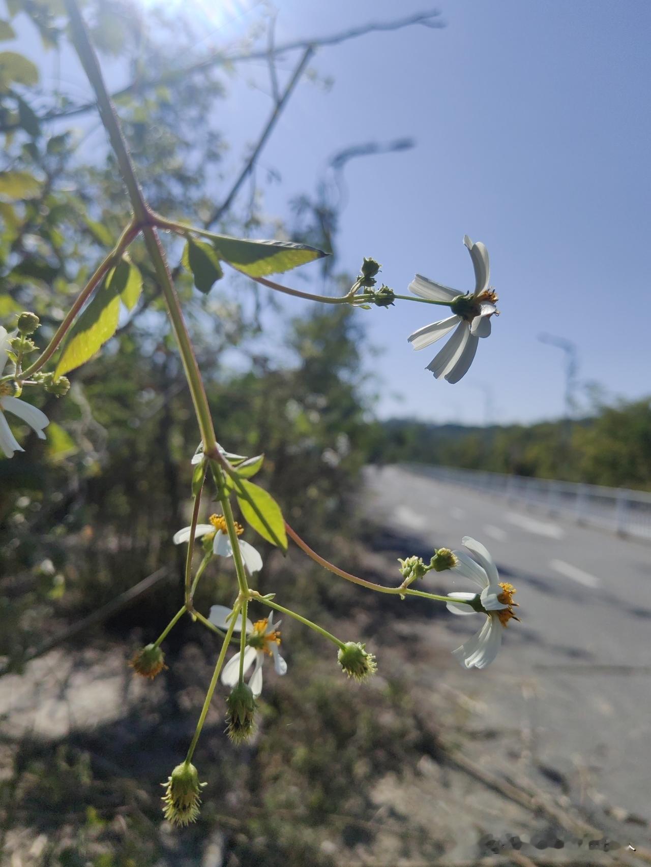 再多的人吐槽版纳，我还是觉得版纳好！你就看看这几天，内地哪怕是昆明，都能够把