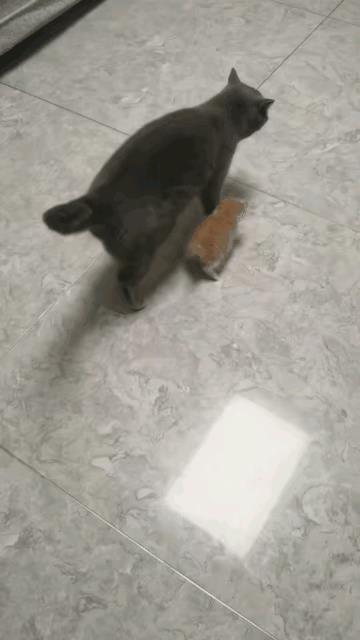 爸爸带娃，活着就好。这句话放在猫咪身上也一样，猫爸爸带着小猫崽溜达。看到一只单人